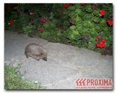 �������� �����, ����, �������